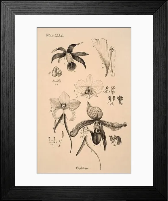 Framed Print : 19th-century Dutch botanical illustration: Intricately detailed ink drawings on sepia background Framed Print : 19th-century Dutch botanical illustration: Intricately detailed ink drawings on sepia background
