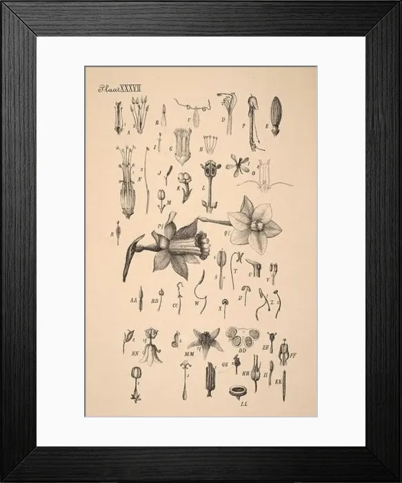 Framed Print : 19th-century Dutch botanical illustration: Intricately detailed ink drawings on sepia background