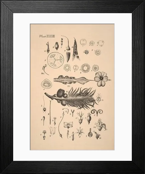 Framed Print : 19th-century Dutch botanical illustration: Intricately detailed ink drawings on sepia background Framed Print : 19th-century Dutch botanical illustration: Intricately detailed ink drawings on sepia background