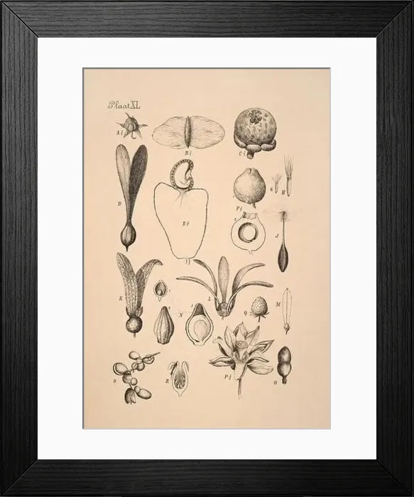 Framed Print : 19th-century Dutch botanical illustration: Intricately detailed ink drawings on sepia background Framed Print : 19th-century Dutch botanical illustration: Intricately detailed ink drawings on sepia background