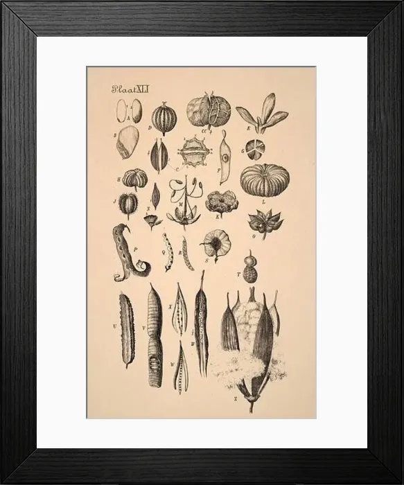 Framed Print : 19th-century Dutch botanical illustration: Intricately detailed ink drawings on sepia background Framed Print : 19th-century Dutch botanical illustration: Intricately detailed ink drawings on sepia background