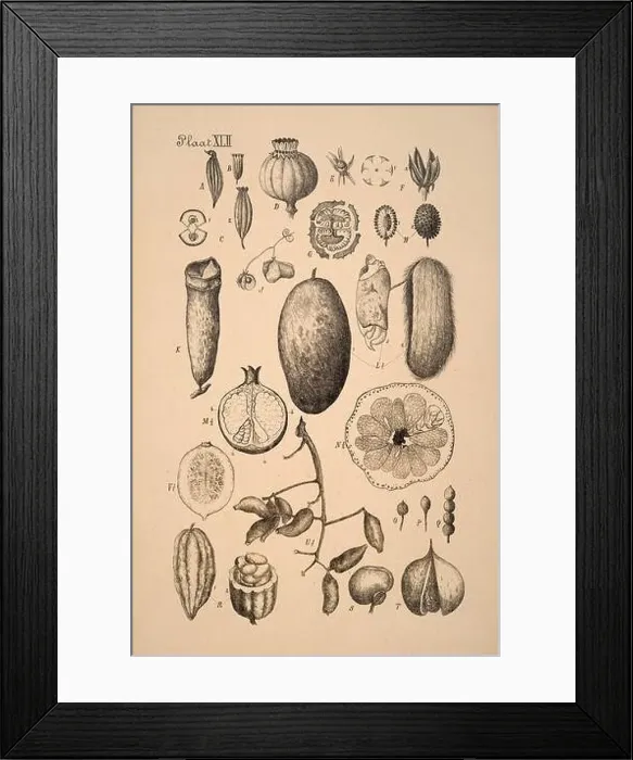 Framed Print : 19th-century Dutch botanical illustration: Intricately detailed ink drawings on sepia background Framed Print : 19th-century Dutch botanical illustration: Intricately detailed ink drawings on sepia background