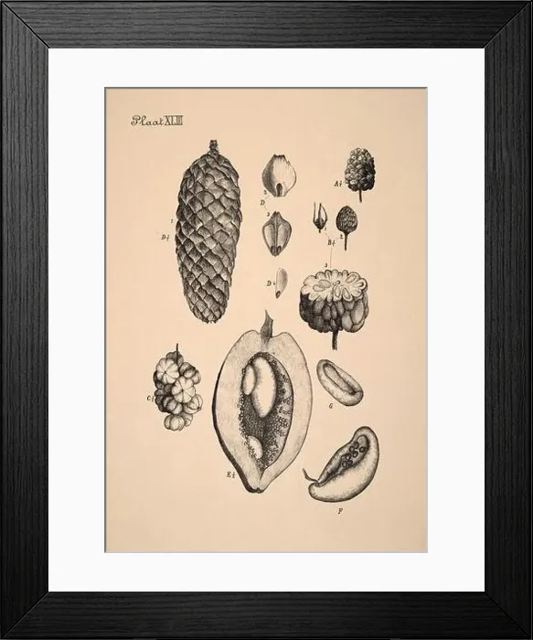 Framed Print : 19th-century Dutch botanical illustration: Intricately detailed ink drawings on sepia background Framed Print : 19th-century Dutch botanical illustration: Intricately detailed ink drawings on sepia background
