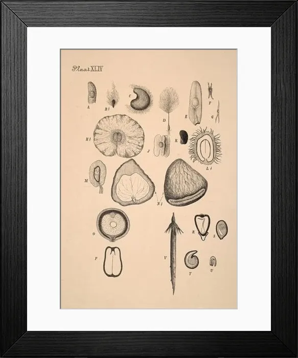 Framed Print : 19th-century Dutch botanical illustration: Intricately detailed ink drawings on sepia background Framed Print : 19th-century Dutch botanical illustration: Intricately detailed ink drawings on sepia background