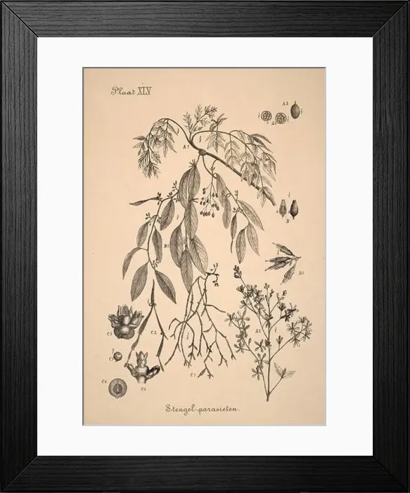 Framed Print : 19th-century Dutch botanical illustration: Intricately detailed ink drawings on sepia background Framed Print : 19th-century Dutch botanical illustration: Intricately detailed ink drawings on sepia background