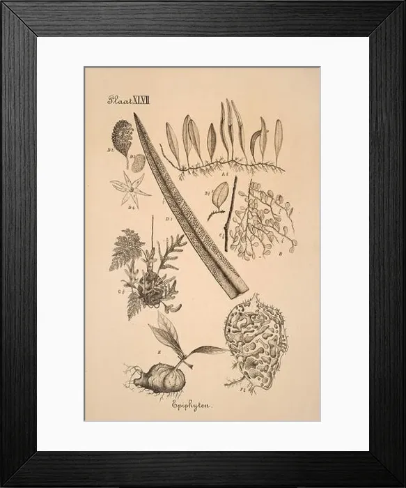 Framed Print : 19th-century Dutch botanical illustration: Intricately detailed ink drawings on sepia background Framed Print : 19th-century Dutch botanical illustration: Intricately detailed ink drawings on sepia background
