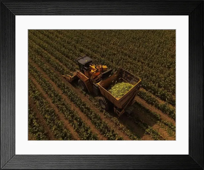 Framed Print : An Oxbo Corn Harvester harvests a field of sweetcorn, with the processed corn visible in the hopper Framed Print : An Oxbo Corn Harvester harvests a field of sweetcorn, with the processed corn visible in the hopper