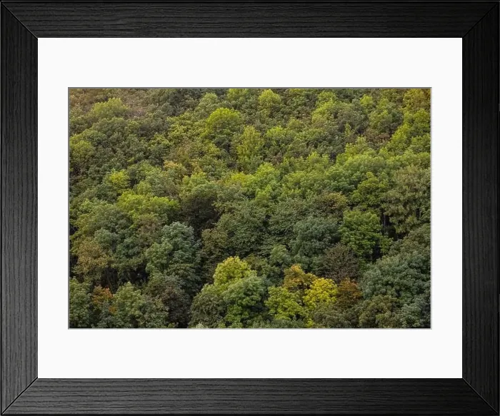 Framed Print : Aerial view of a dense forest. There are many trees, bushes and green grass on this beautiful spring day Framed Print : Aerial view of a dense forest. There are many trees, bushes and green grass on this beautiful spring day