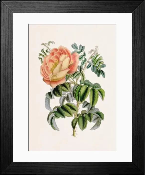 Framed Print : Vintage-style botanical flower artwork in full bloom. Pimprenelle Rose Framed Print : Vintage-style botanical flower artwork in full bloom. Pimprenelle Rose