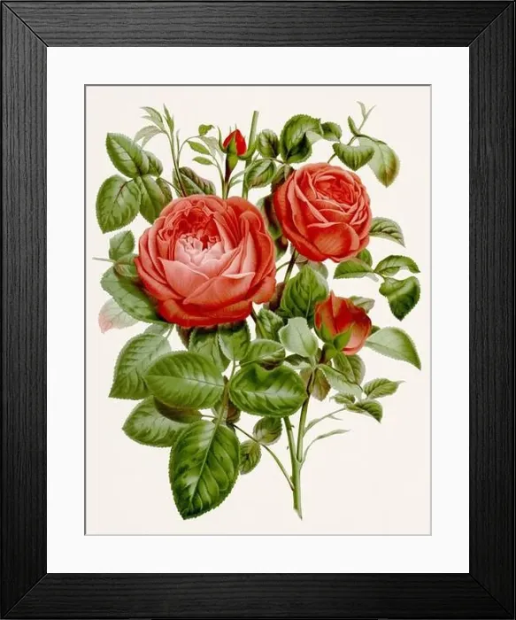 Framed Print : Vintage-style botanical flower artwork in full bloom. Rose Flowers Framed Print : Vintage-style botanical flower artwork in full bloom. Rose Flowers