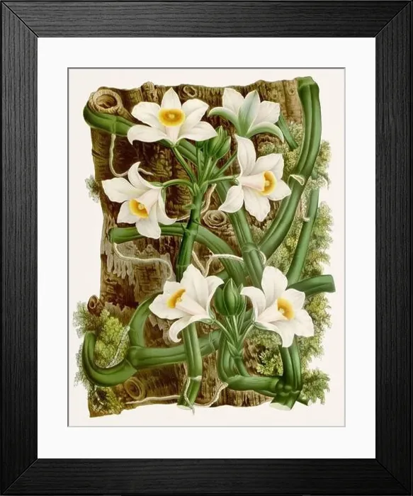 Framed Print : Vintage-style botanical flower artwork in full bloom Framed Print : Vintage-style botanical flower artwork in full bloom