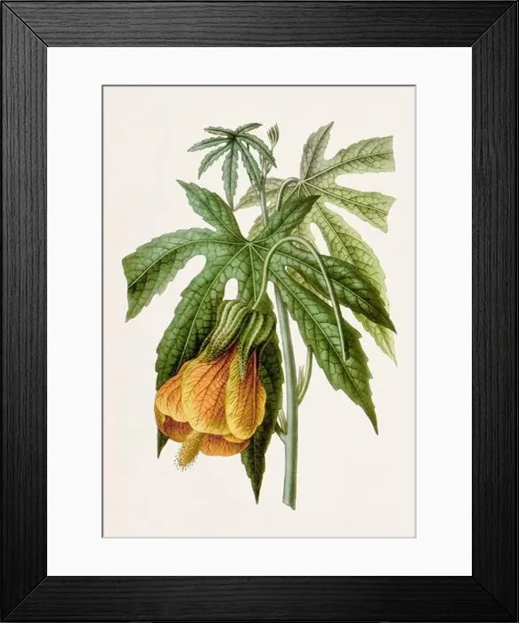 Framed Print : Vintage-style botanical flower artwork in full bloom Framed Print : Vintage-style botanical flower artwork in full bloom