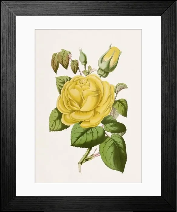 Framed Print : Vintage-style botanical flower artwork in full bloom. Yellow Rose Framed Print : Vintage-style botanical flower artwork in full bloom. Yellow Rose