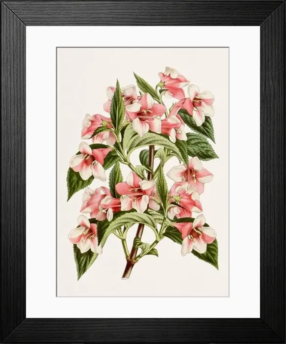 Framed Print : Vintage-style botanical flower artwork in full bloom. Amabilis Weigela Framed Print : Vintage-style botanical flower artwork in full bloom. Amabilis Weigela
