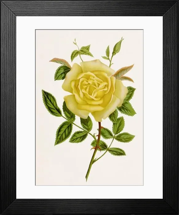 Framed Print : Vintage-style botanical flower artwork in full bloom. Amazon Rose Framed Print : Vintage-style botanical flower artwork in full bloom. Amazon Rose