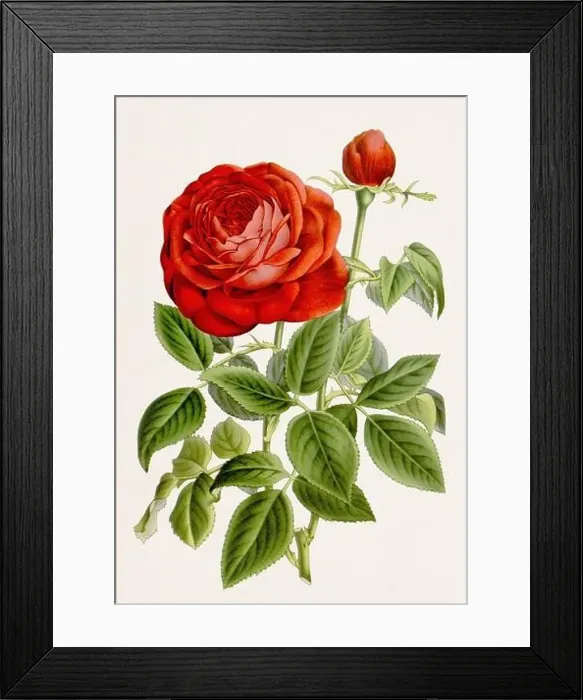 Framed Print : Vintage-style botanical flower artwork in full bloom. Bourbon Rose Framed Print : Vintage-style botanical flower artwork in full bloom. Bourbon Rose