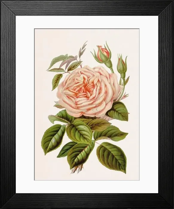 Framed Print : Vintage-style botanical flower artwork in full bloom. Bourbon Rose Framed Print : Vintage-style botanical flower artwork in full bloom. Bourbon Rose