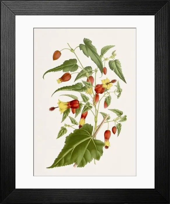 Framed Print : Vintage-style botanical flower artwork in full bloom. Brazilian Bellflower Framed Print : Vintage-style botanical flower artwork in full bloom. Brazilian Bellflower