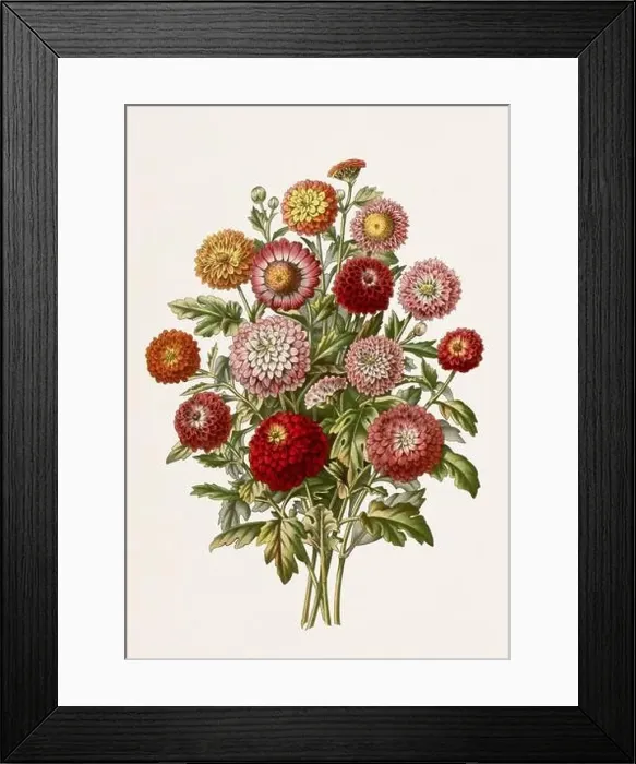 Framed Print : Vintage-style botanical flower artwork in full bloom. Chrysanthemums Framed Print : Vintage-style botanical flower artwork in full bloom. Chrysanthemums