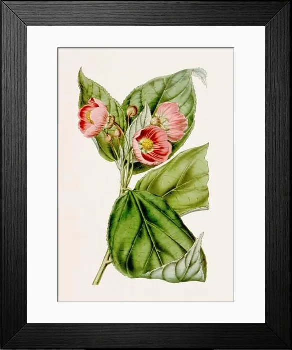 Framed Print : Vintage-style botanical flower artwork in full bloom. Flowering Maple Framed Print : Vintage-style botanical flower artwork in full bloom. Flowering Maple