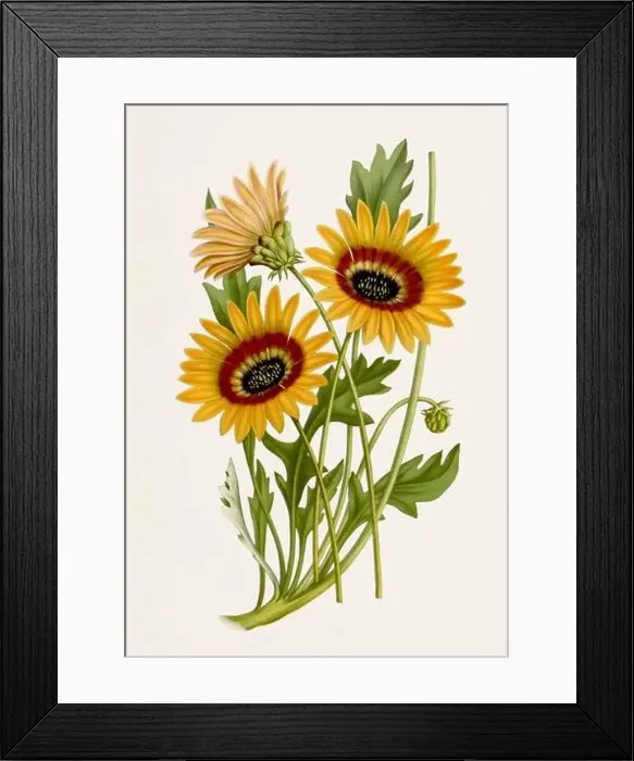 Framed Print : Vintage-style botanical flower artwork in full bloom. Groundcover Arctotis Framed Print : Vintage-style botanical flower artwork in full bloom. Groundcover Arctotis