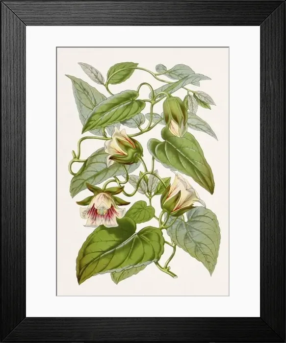 Framed Print : Vintage-style botanical flower artwork in full bloom. Javan Bellflowe Framed Print : Vintage-style botanical flower artwork in full bloom. Javan Bellflowe