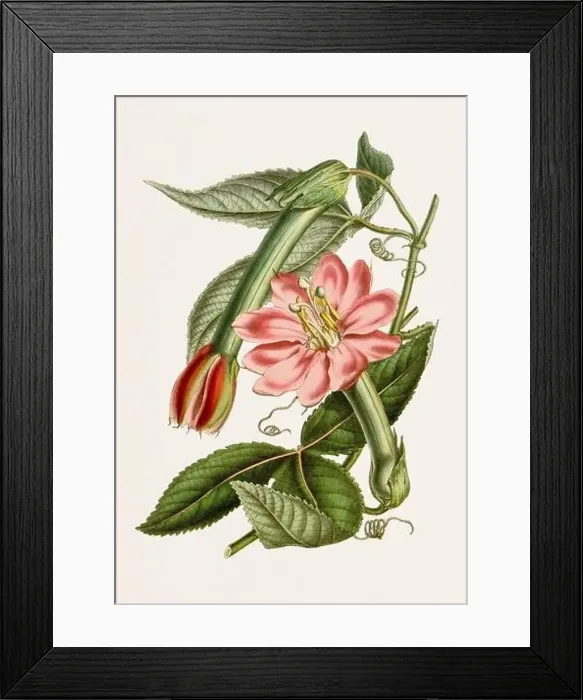 Framed Print : Vintage-style botanical flower artwork in full bloom. Molle Flower Framed Print : Vintage-style botanical flower artwork in full bloom. Molle Flower