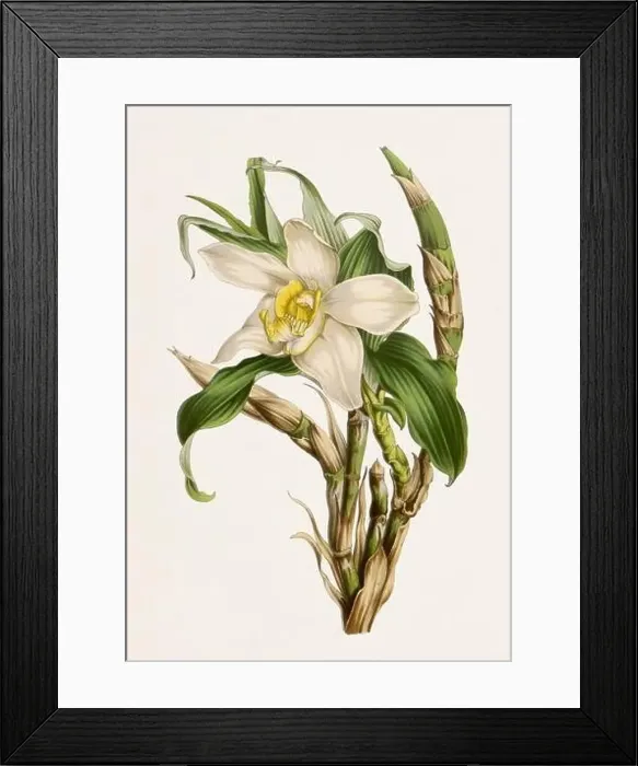 Framed Print : Vintage-style botanical flower artwork in full bloom. Orchid Flower Framed Print : Vintage-style botanical flower artwork in full bloom. Orchid Flower