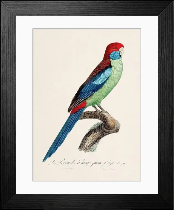 Framed Print : Vintage parrot illustration. Zoologically detailed French depiction (circa 1805) Framed Print : Vintage parrot illustration. Zoologically detailed French depiction (circa 1805)