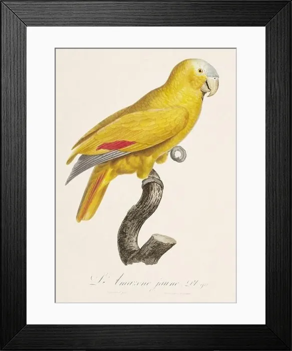 Framed Print : Vintage parrot illustration. Zoologically detailed French depiction (circa 1805) Framed Print : Vintage parrot illustration. Zoologically detailed French depiction (circa 1805)