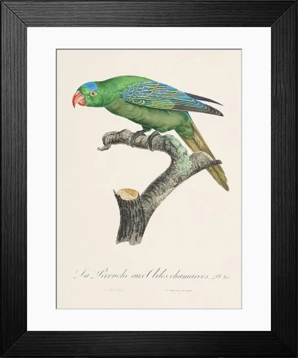 Framed Print : Vintage parrot illustration. Zoologically detailed French depiction (circa 1805) Framed Print : Vintage parrot illustration. Zoologically detailed French depiction (circa 1805)