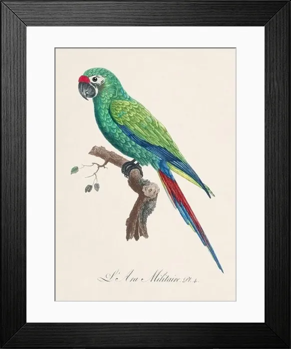 Framed Print : Vintage parrot illustration. Zoologically detailed French depiction (circa 1805) Framed Print : Vintage parrot illustration. Zoologically detailed French depiction (circa 1805)