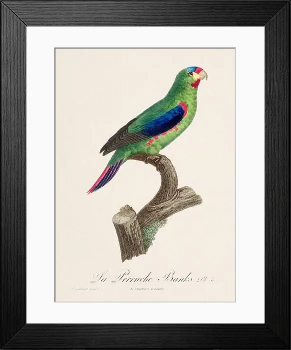 Framed Print : Vintage parrot illustration. Zoologically detailed French depiction (circa 1805) Framed Print : Vintage parrot illustration. Zoologically detailed French depiction (circa 1805)
