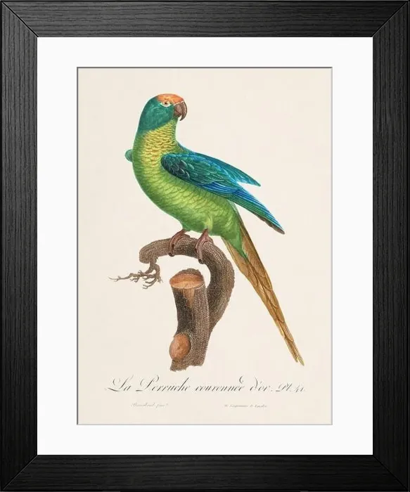 Framed Print : Vintage parrot illustration. Zoologically detailed French depiction (circa 1805) Framed Print : Vintage parrot illustration. Zoologically detailed French depiction (circa 1805)