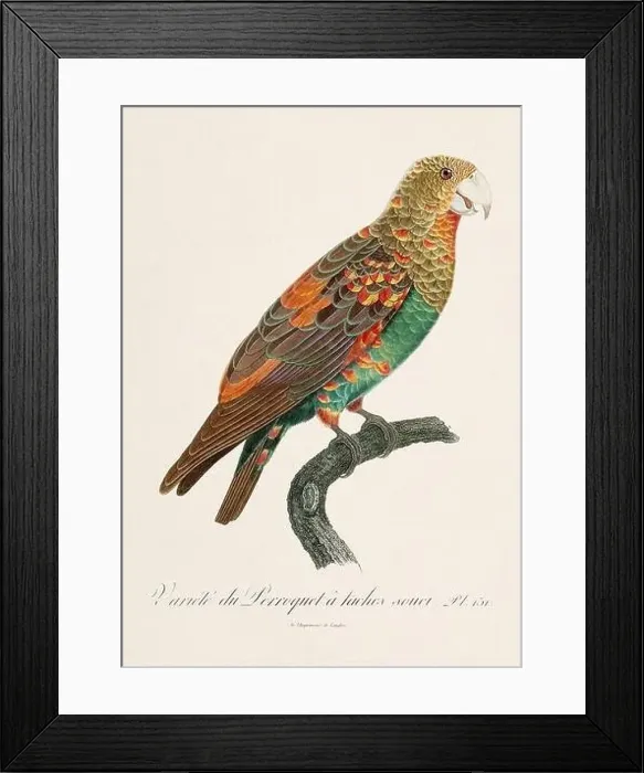 Framed Print : Vintage parrot illustration. Zoologically detailed French depiction (circa 1805) Framed Print : Vintage parrot illustration. Zoologically detailed French depiction (circa 1805)