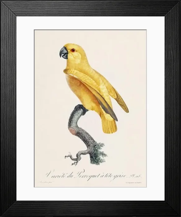 Framed Print : Vintage parrot illustration. Zoologically detailed French depiction (circa 1805) Framed Print : Vintage parrot illustration. Zoologically detailed French depiction (circa 1805)
