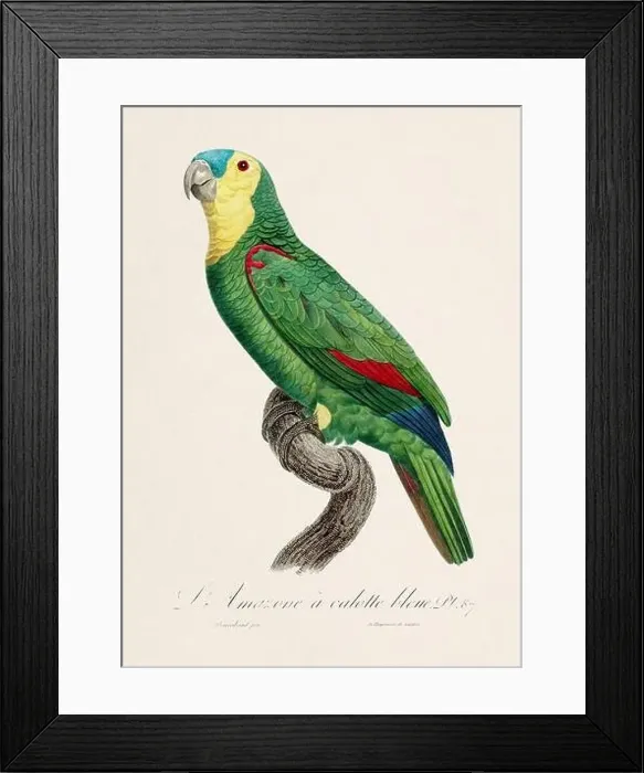 Framed Print : Vintage parrot illustration. Zoologically detailed French depiction (circa 1805)