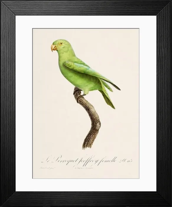 Framed Print : Vintage parrot illustration. Zoologically detailed French depiction (circa 1805) Framed Print : Vintage parrot illustration. Zoologically detailed French depiction (circa 1805)