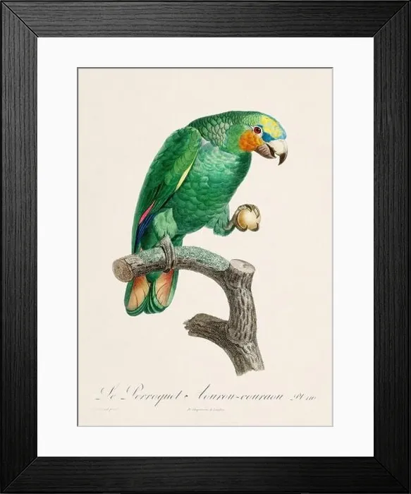 Framed Print : Vintage parrot illustration. Zoologically detailed French depiction (circa 1805) Framed Print : Vintage parrot illustration. Zoologically detailed French depiction (circa 1805)