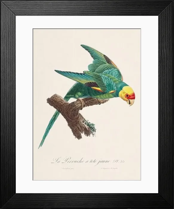 Framed Print : Vintage parrot illustration. Zoologically detailed French depiction (circa 1805)