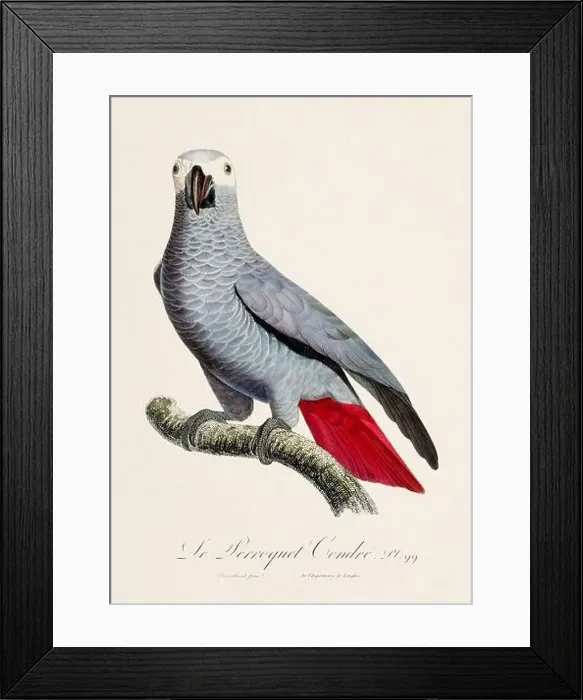 Framed Print : Vintage parrot illustration. Zoologically detailed French depiction (circa 1805) Framed Print : Vintage parrot illustration. Zoologically detailed French depiction (circa 1805)