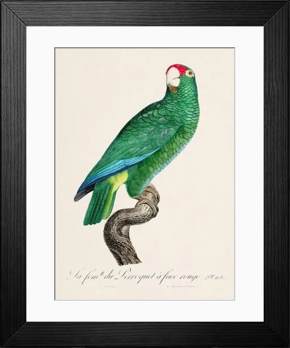 Framed Print : Vintage parrot illustration. Zoologically detailed French depiction (circa 1805) Framed Print : Vintage parrot illustration. Zoologically detailed French depiction (circa 1805)