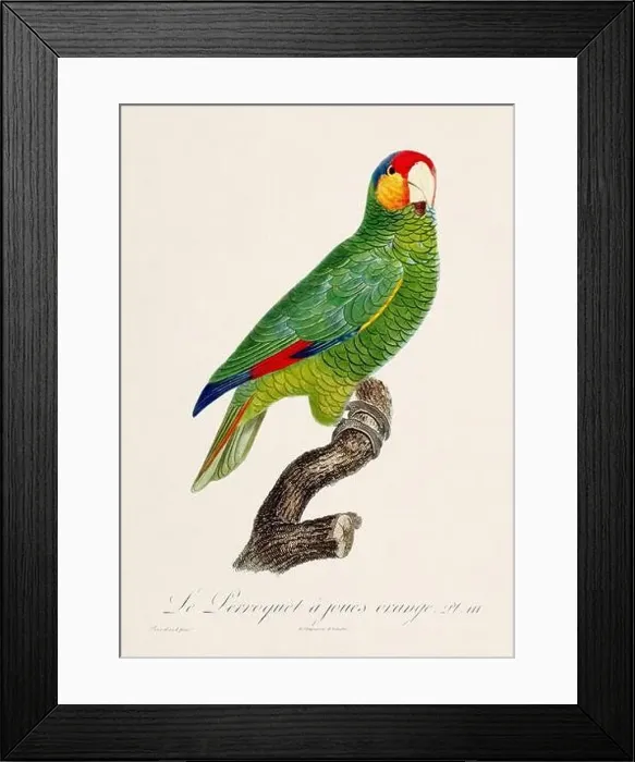 Framed Print : Vintage parrot illustration. Zoologically detailed French depiction (circa 1805) Framed Print : Vintage parrot illustration. Zoologically detailed French depiction (circa 1805)