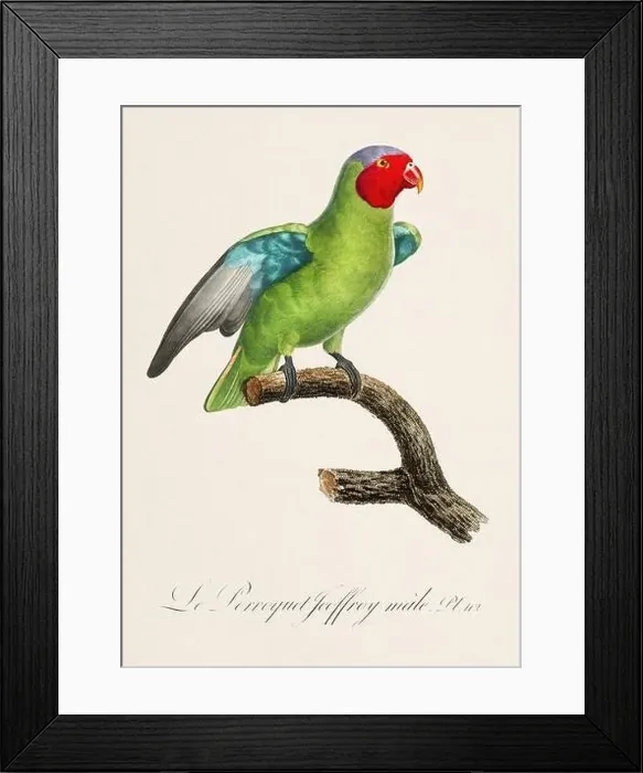 Framed Print : Vintage parrot illustration. Zoologically detailed French depiction (circa 1805) Framed Print : Vintage parrot illustration. Zoologically detailed French depiction (circa 1805)