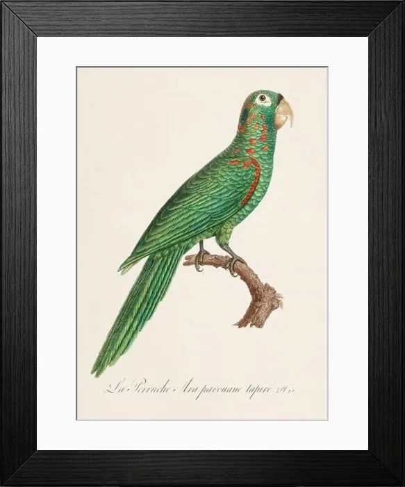 Framed Print : Vintage parrot illustration. Zoologically detailed French depiction (circa 1805) Framed Print : Vintage parrot illustration. Zoologically detailed French depiction (circa 1805)