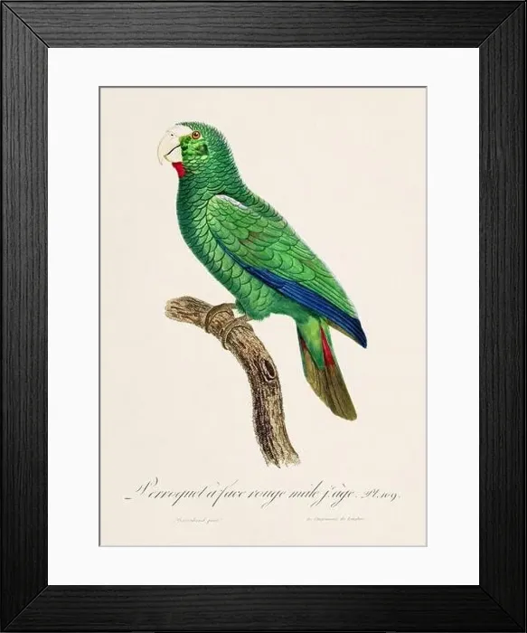 Framed Print : Vintage parrot illustration. Zoologically detailed French depiction (circa 1805) Framed Print : Vintage parrot illustration. Zoologically detailed French depiction (circa 1805)