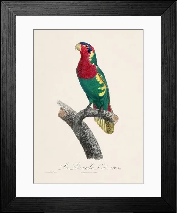 Framed Print : Vintage parrot illustration. Zoologically detailed French depiction (circa 1805) Framed Print : Vintage parrot illustration. Zoologically detailed French depiction (circa 1805)