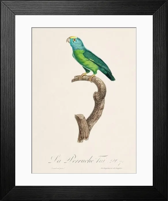 Framed Print : Vintage parrot illustration. Zoologically detailed French depiction (circa 1805) Framed Print : Vintage parrot illustration. Zoologically detailed French depiction (circa 1805)
