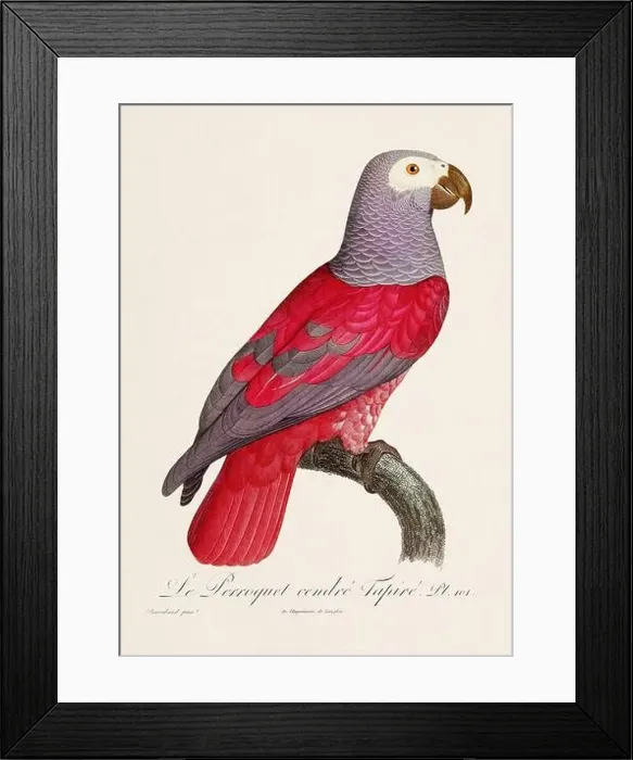 Framed Print : Vintage parrot illustration. Zoologically detailed French depiction (circa 1805) Framed Print : Vintage parrot illustration. Zoologically detailed French depiction (circa 1805)