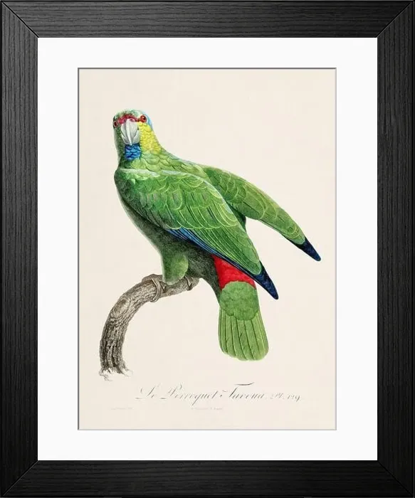 Framed Print : Vintage parrot illustration. Zoologically detailed French depiction (circa 1805) Framed Print : Vintage parrot illustration. Zoologically detailed French depiction (circa 1805)